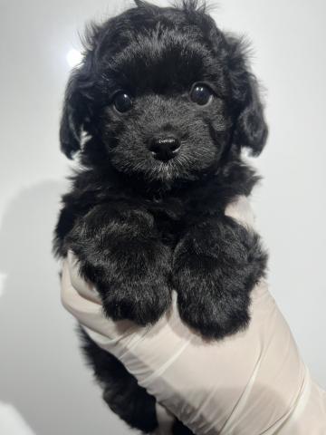 MIXチワワ×トイプードル