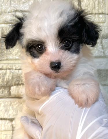 激レアカラーのマルプー君♡