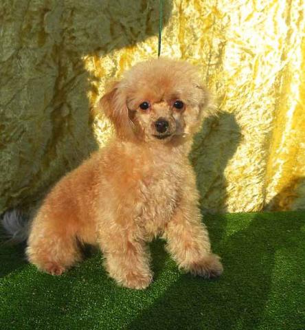 トイプードルティカップ