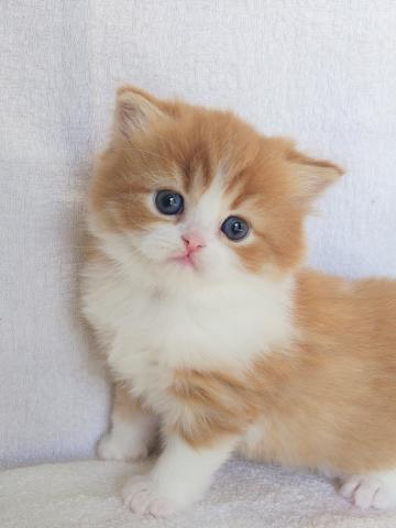 お顔も模様も整ったとても美しいミヌエットの男の子💖