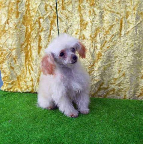 トイプードルマイクロティカップ