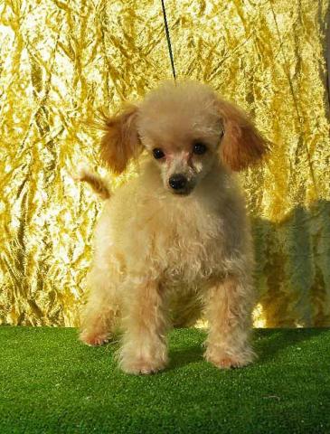 トイプードルマイクロティカップ