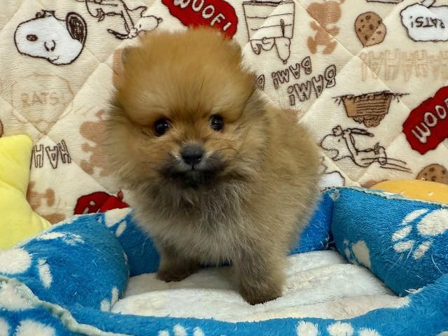 ポメラニアン