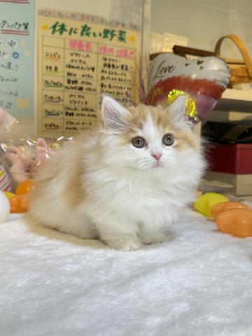 ミヌエット(旧ナポレオン)(短足)