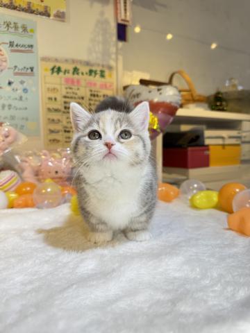 マンチカン(短足)