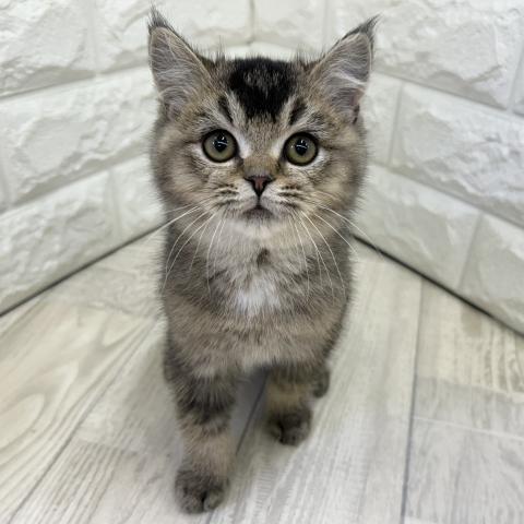 ブリティッシュショートヘア