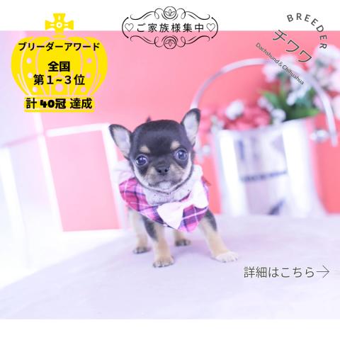 チワワ スムース