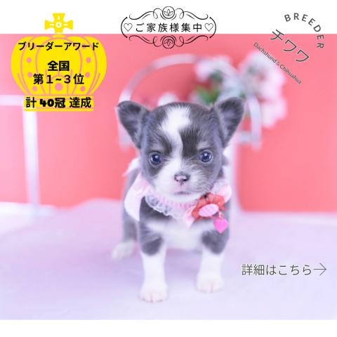 チワワ ロング