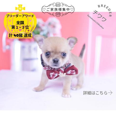 チワワ スムース