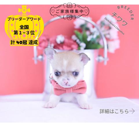 チワワ スムース