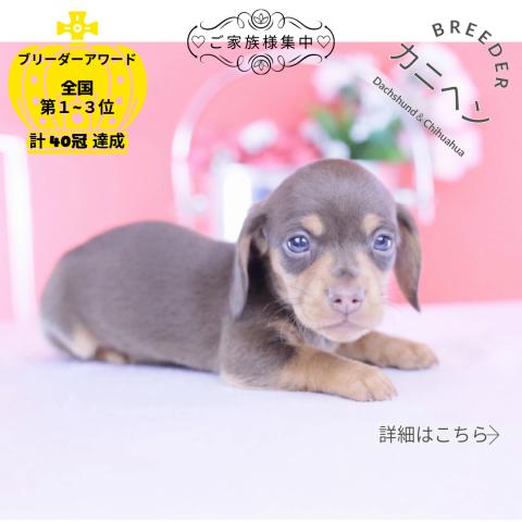 カニヘンダックスフンド　スムース