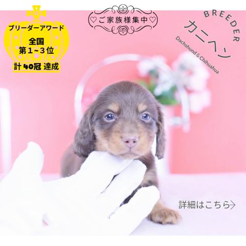 カニヘンダックスフンド ロング