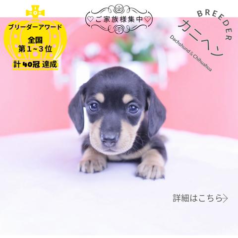 カニヘンダックスフンド スムース