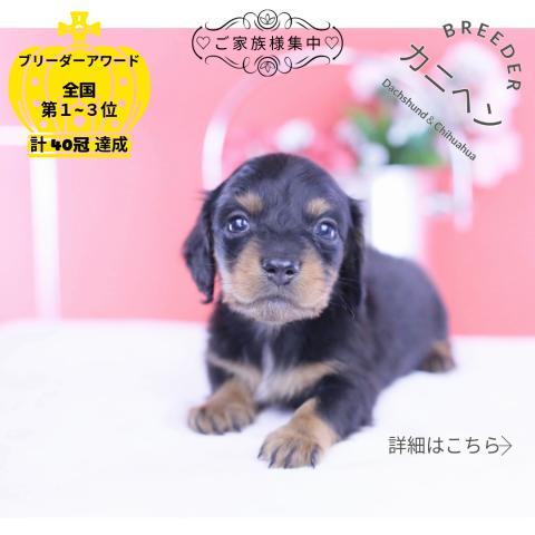 カニヘンダックスフンド ロング