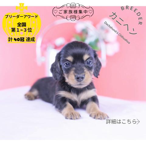 カニヘンダックスフンド ロング