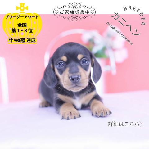 カニヘンダックスフンド スムース