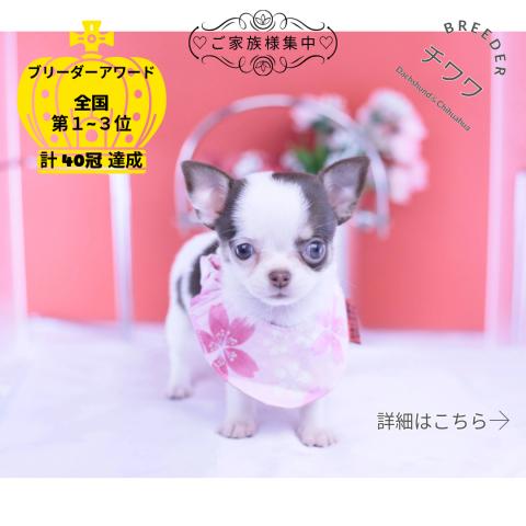 チワワ スムース