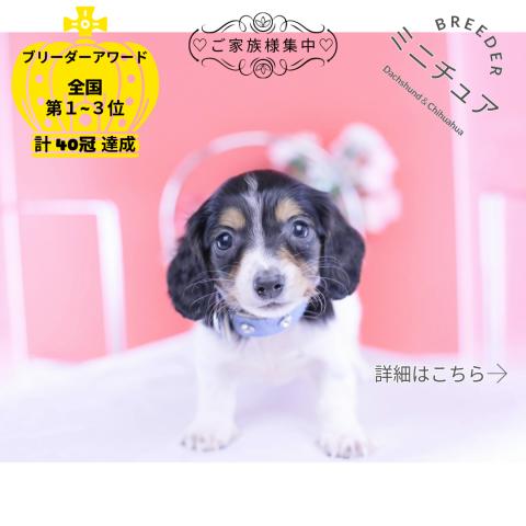 ミニチュアダックスフンド　ロング