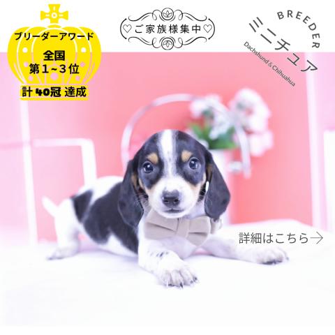 ミニチュアダックスフンド スムース