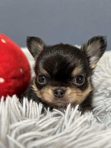 チワワ（ロングコート）