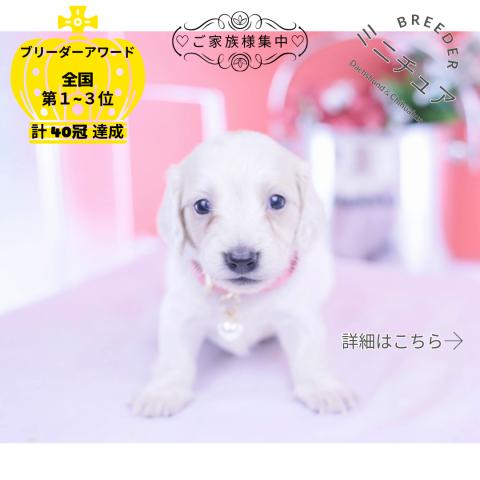 ミニチュアダックスフンド ロング