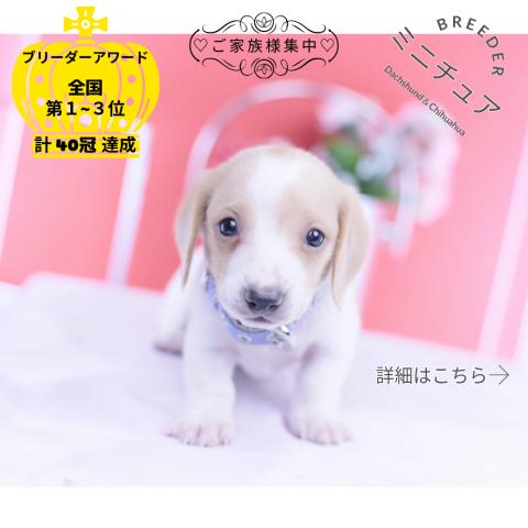 ミニチュアダックスフンド スムース