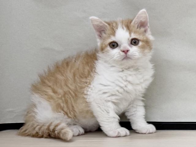 セルカークレックス