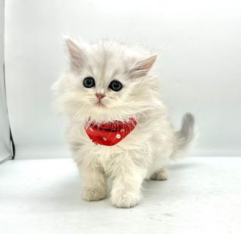 ペルシャ・ヒマラヤン