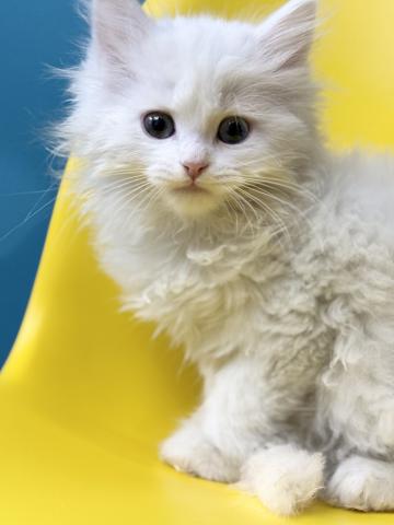 ミヌエット（旧ナポレオン）2616