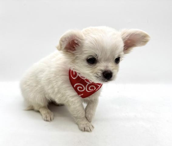 チワワ(ロングコート)