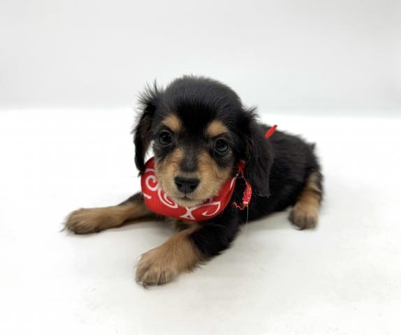 ミニチュアダックスフンド