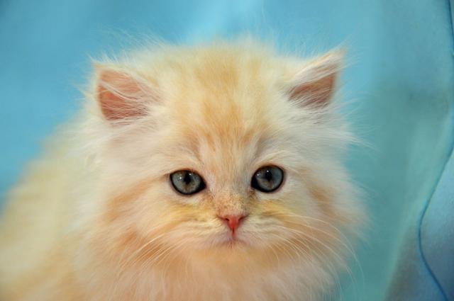 ミヌエット（旧ナポレオン）