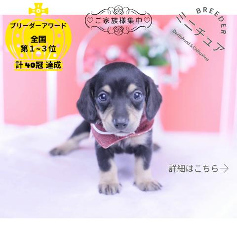 ミニチュアダックスフンド スムース