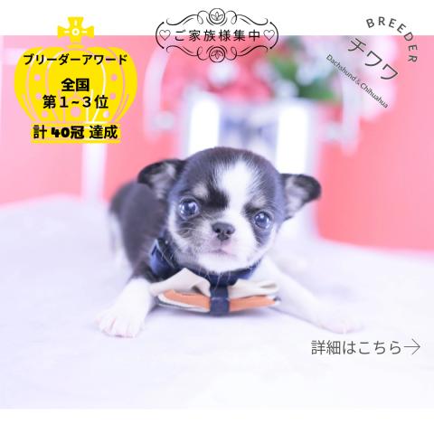 チワワ スムース