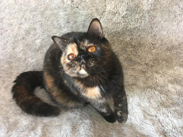 エキゾチックショートヘアー