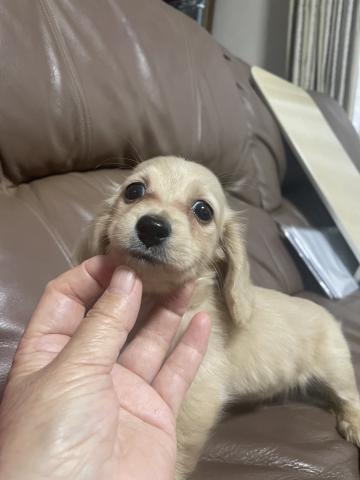 カニンヘンダックスフンド