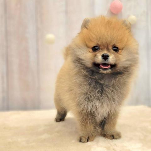 ポメラニアン