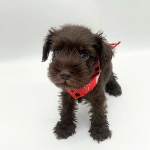 ミニチュアシュナウザー