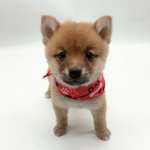 MIX豆柴×ポメラニアン