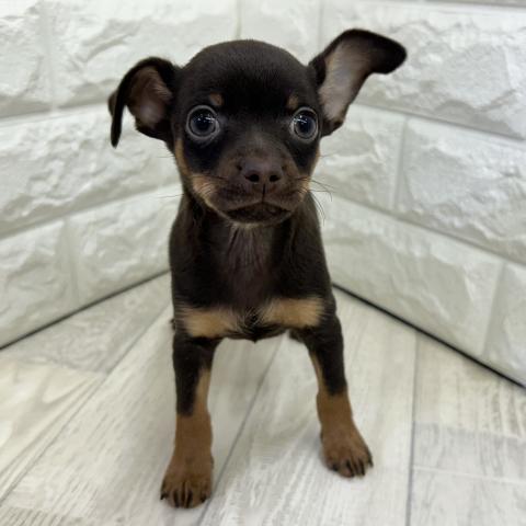 MIX✩.*˚チワピン✩.*˚