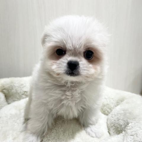 チワワ×マルチーズ