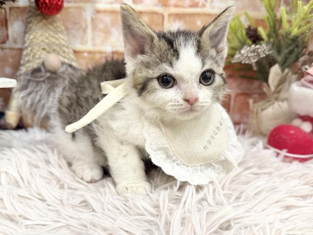 セルカークレックス