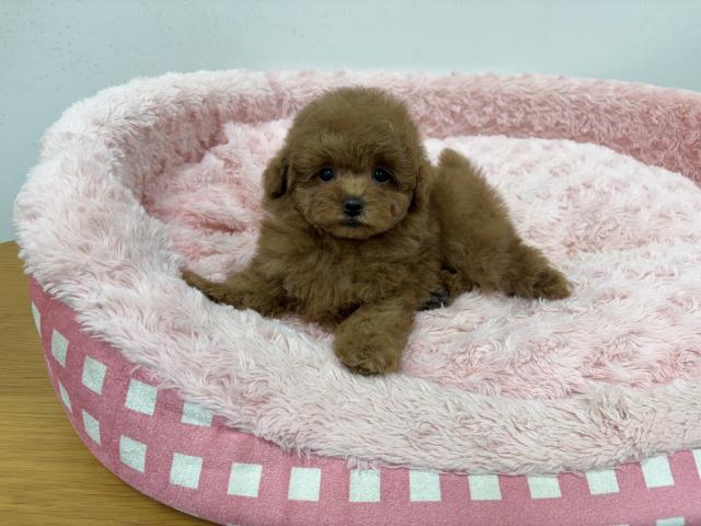 トイプードルタイニーサイズ予想