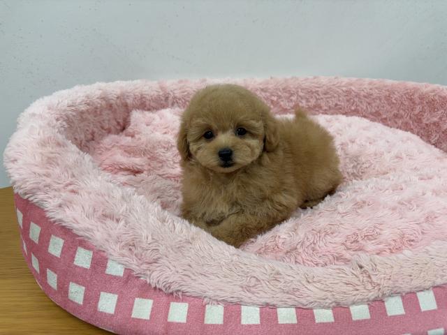 トイプードルトイサイズ予想