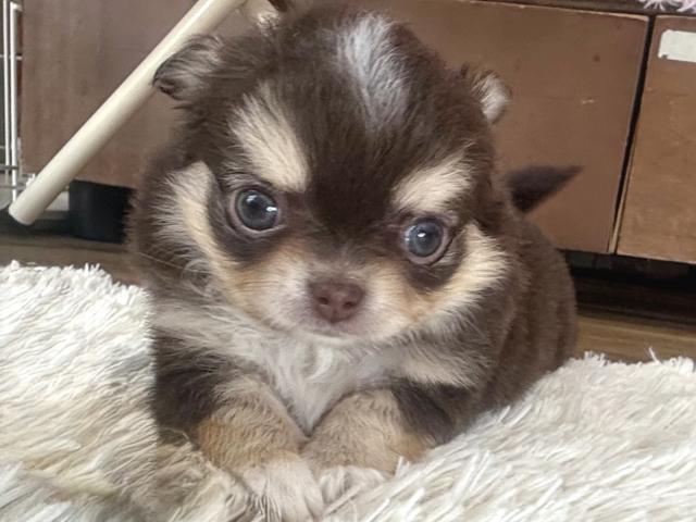 チワワ(ロングコート)