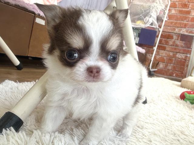 チワワ(ロングコート)