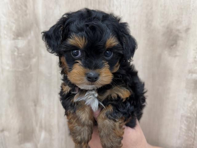 MIXチワワ×トイプードル