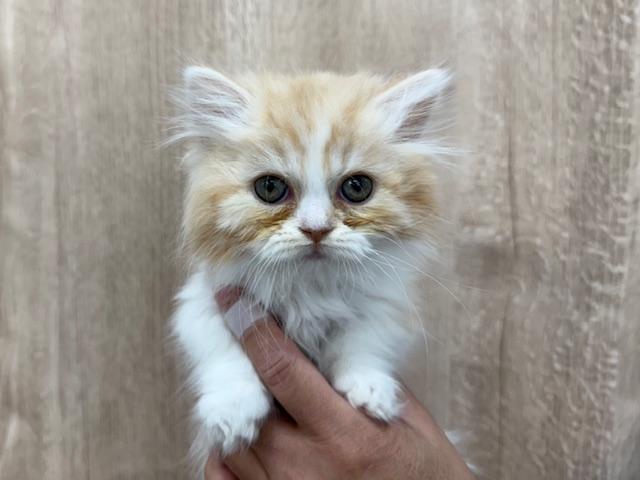 ミヌエット（旧ナポレオン）