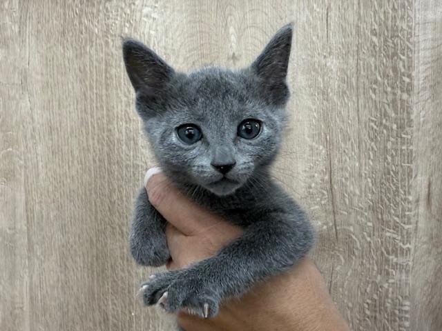 ロシアンブルー