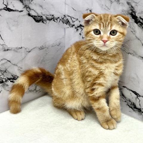 スコティッシュフォールド【12/11お写真、動画更新！】やさしく垂れた耳がチャームポイントの穏やか男子